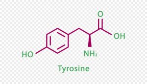 Tyrosinase In Skin Care